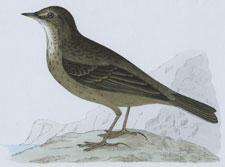 ROCK PIPIT