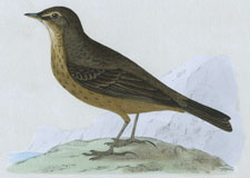 ROCK PIPIT