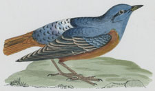 ROCK THRUSH