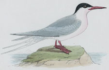 ROSEATE TERN