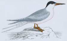 ROSEATE TERN