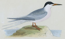 ROSEATE TERN