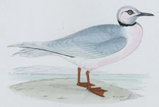 ROSS'S GULL