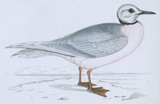 ROSS'S GULL