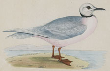 ROSS'S GULL