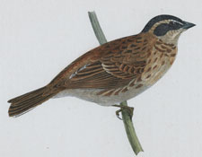 RUSTIC BUNTING