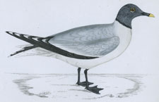 SABINE'S GULL