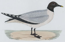 SABINE'S GULL