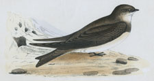 SAND MARTIN