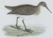 SANDPIPER