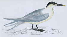 SANDWICH TERN