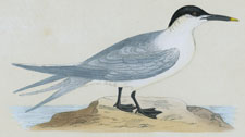 SANDWICH TERN