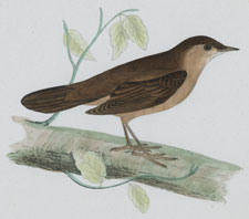 SAVI'S WARBLER