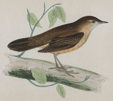 SAVI'S WARBLER