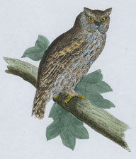 SCOPS-EARED OWL