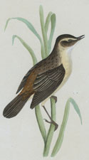 SEDGE WARBLER