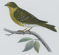 SERIN FINCH