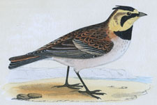 SHORE LARK