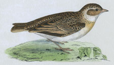 SHORT-TOED LARK