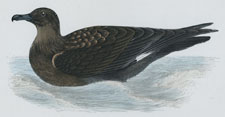 SKUA