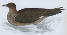 SKUA