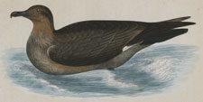 SKUA