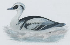 SMEW