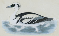 SMEW