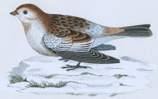 SNOW BUNTING