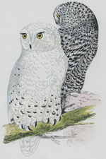 SNOWY OWL