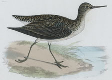 SOLITARY SANDPIPER