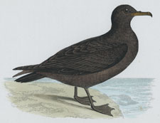 SOOTY SHEARWATER