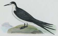 SOOTY TERN