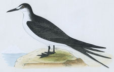 SOOTY TERN