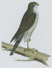 SPARROW HAWK