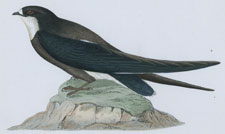 SPINE-TAILED SWALLOW