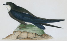 SPINE-TAILED SWALLOW