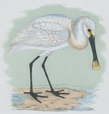 SPOONBILL