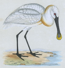 SPOONBILL