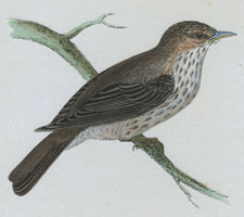 SPOTTED FLYCATCHER