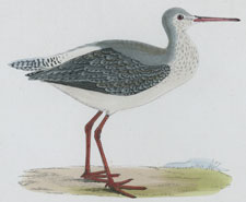 SPOTTED REDSHANK