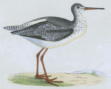 SPOTTED REDSHANK