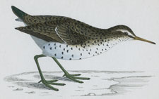 SPOTTED SANDPIPER