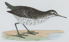 SPOTTED SANDPIPER