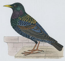 STARLING