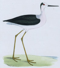 STILT