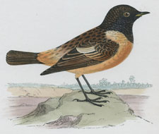 STONECHAT