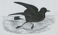 STORMY PETREL