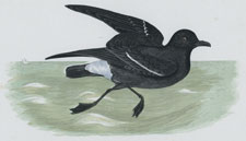 STORMY PETREL