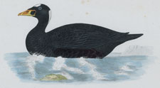 SURF SCOTER